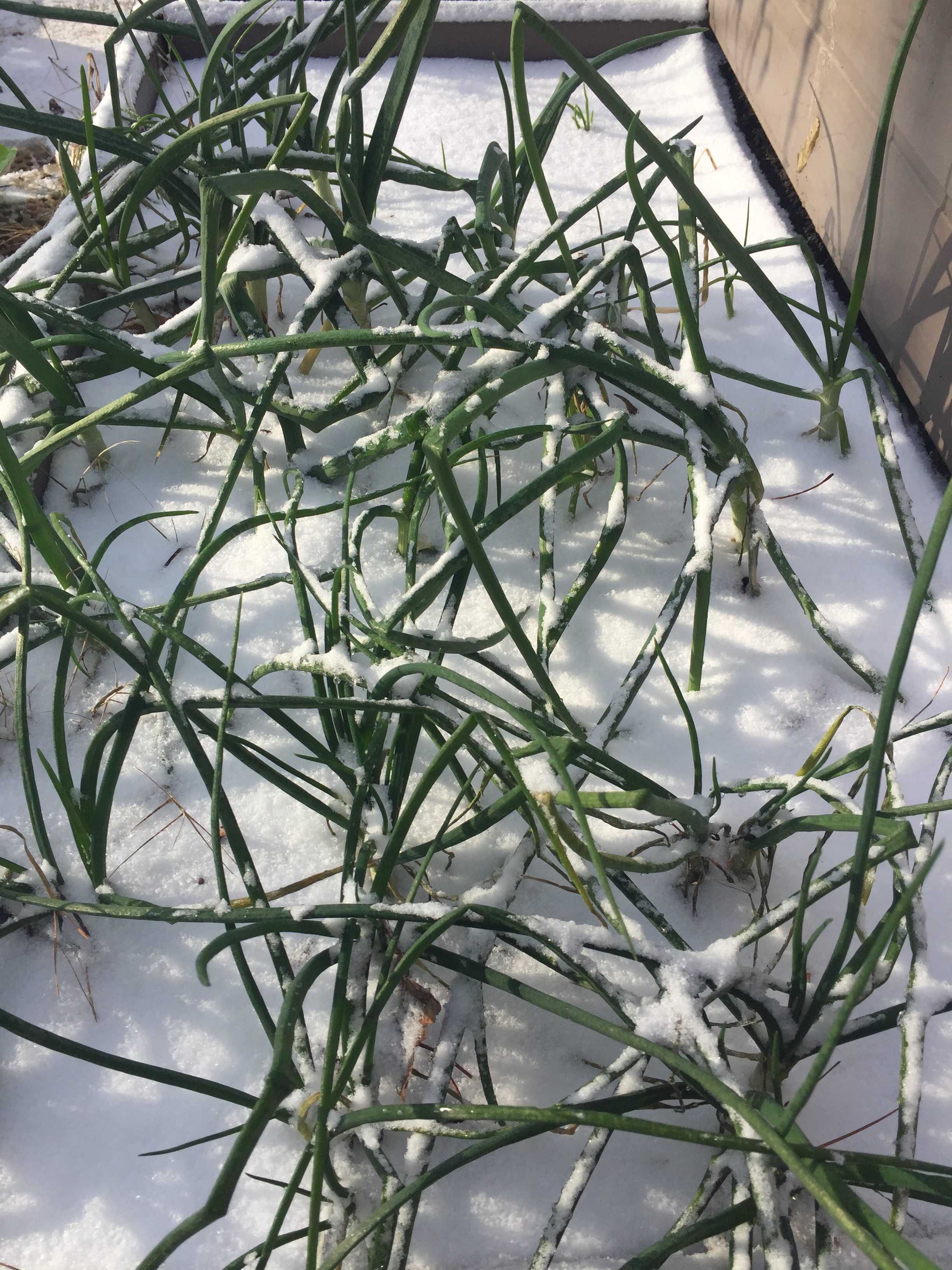 Under Ice