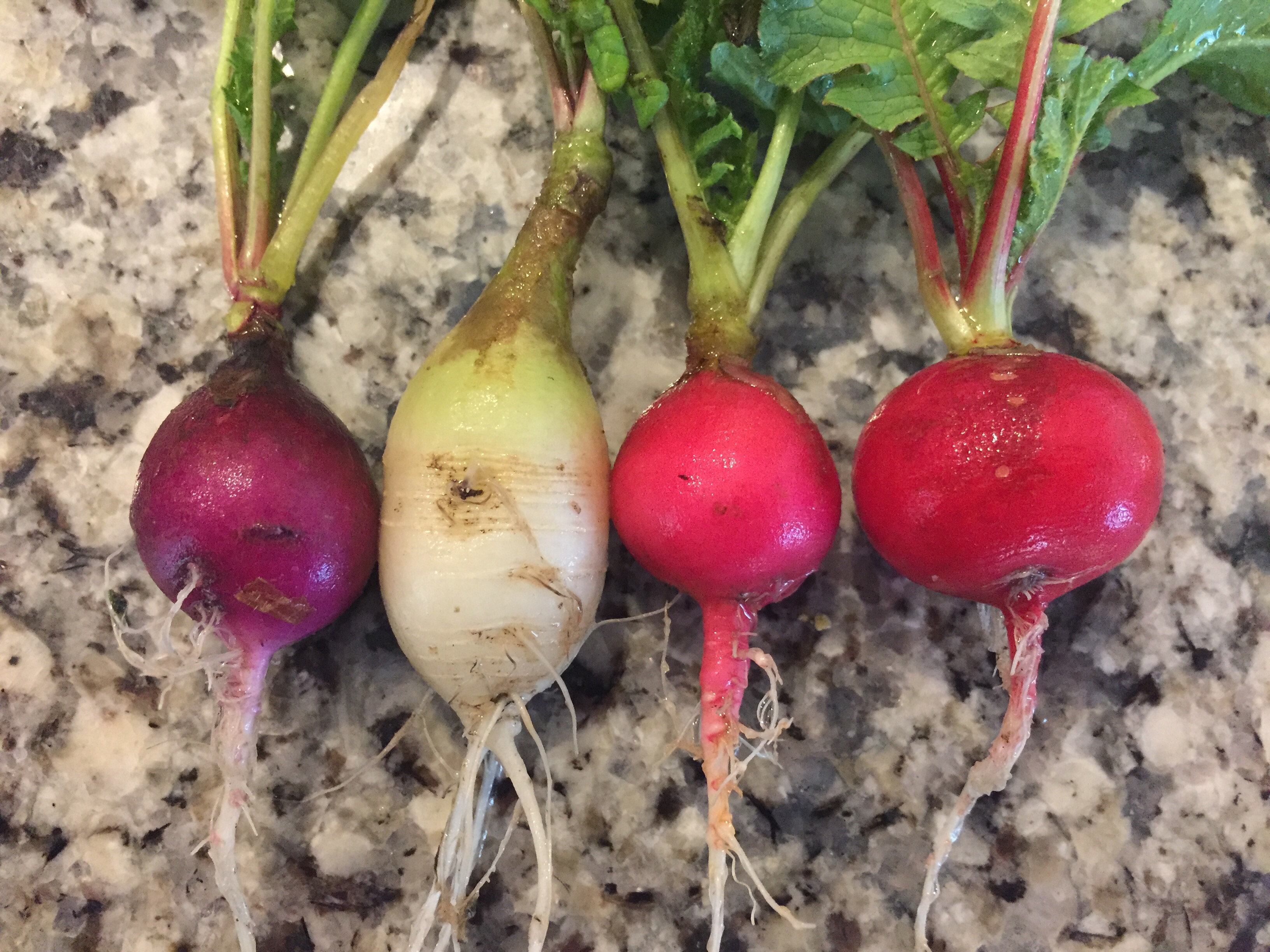 Winter radishes