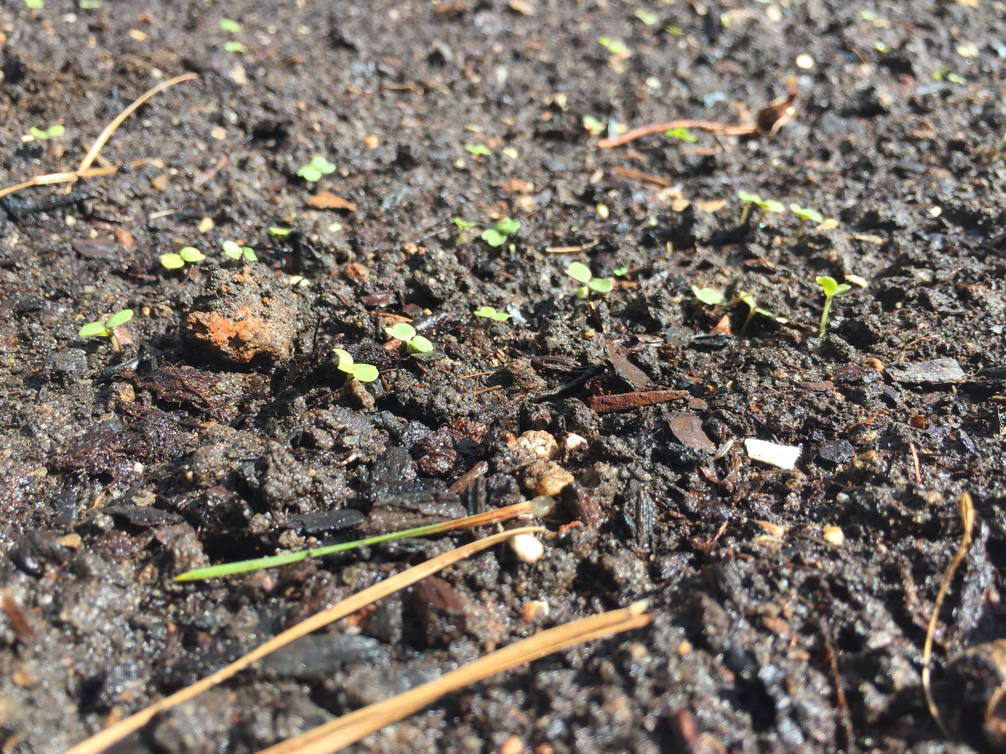 Mesclun 
