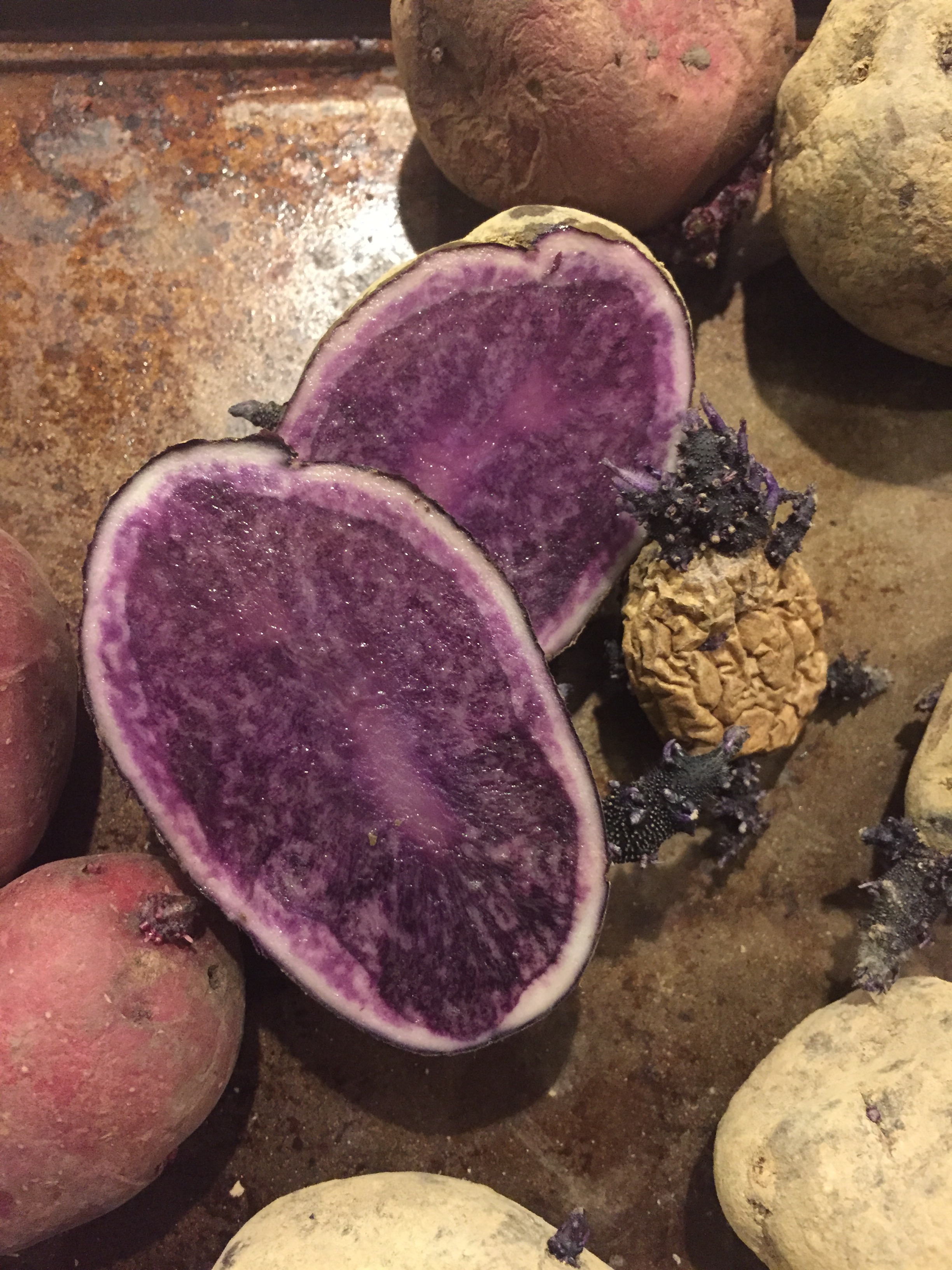 Seed potatoes