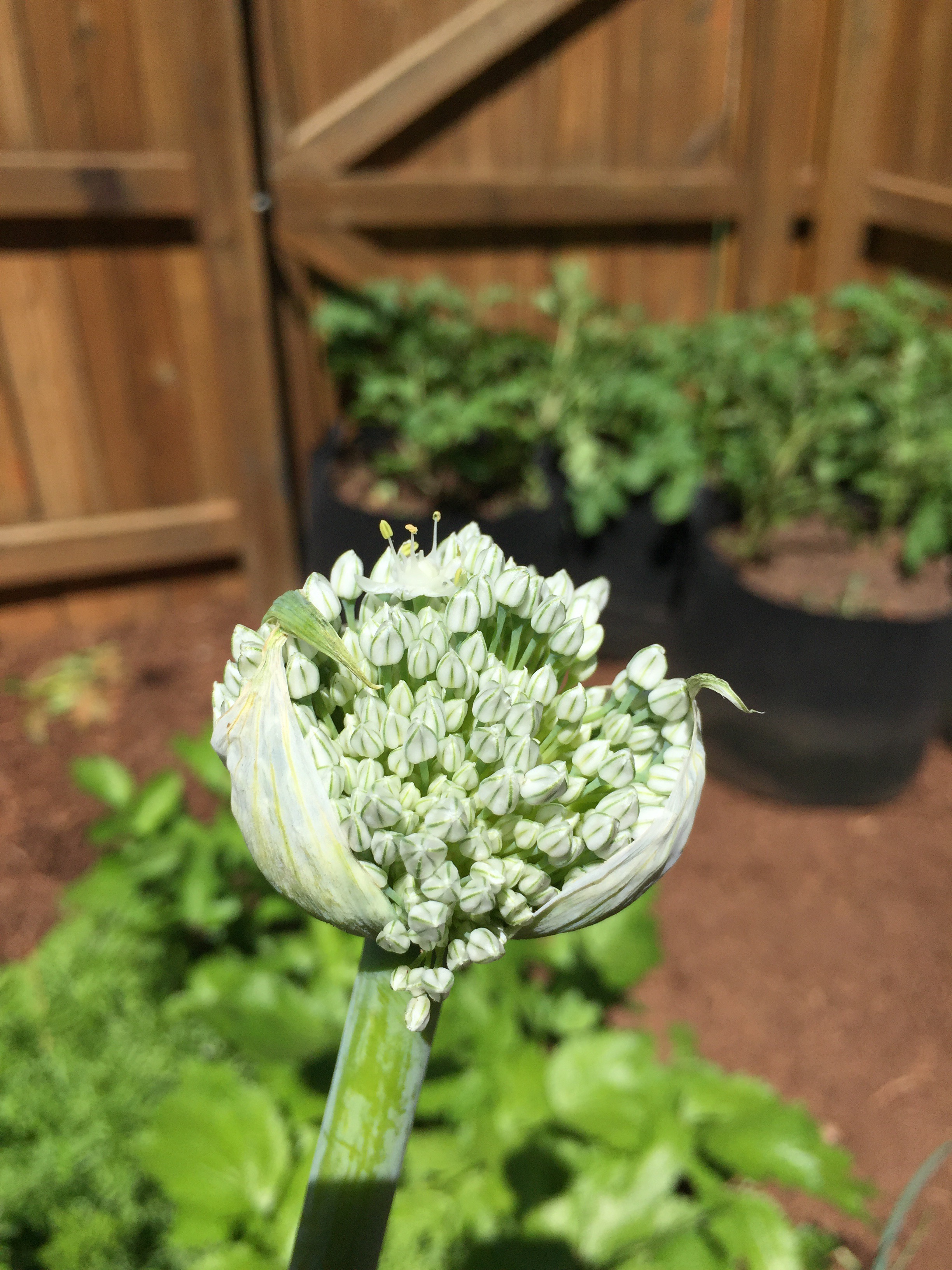 Onion flower